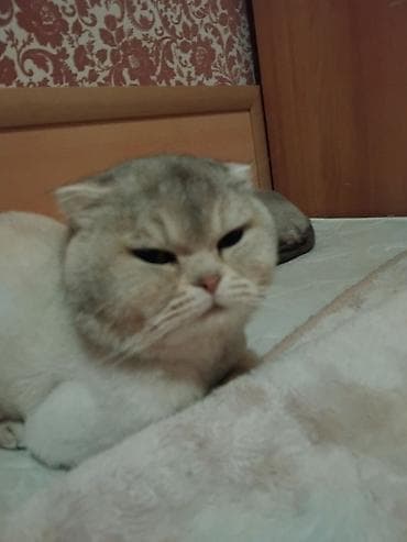 pisiklər: Britan — 2