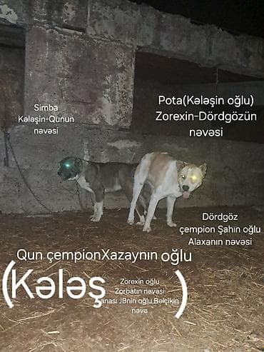 bakida itlerin satisi: Alabay, 2 ay, Erkek, Ödənişli çatdırılma — 4