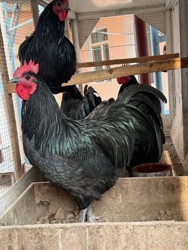 🐣 Avstralorp Damazlıq Yumurtaları — Yüksək Fertilizasiya (5:1 sürü