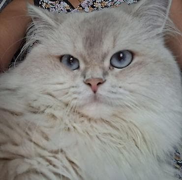 pisik cutlesdirme: Qızıl şinşilla, Erkək, Cütləşmə üçün — 1