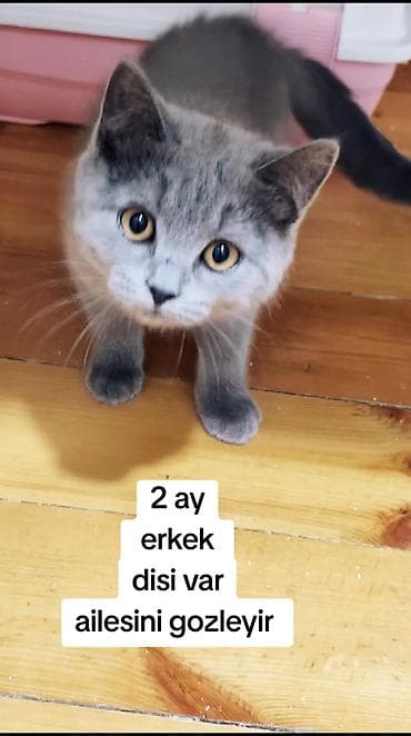 Грызуны: Британская, Самец, Самка, В добрые руки, Самовывоз, Платная доставка — 1