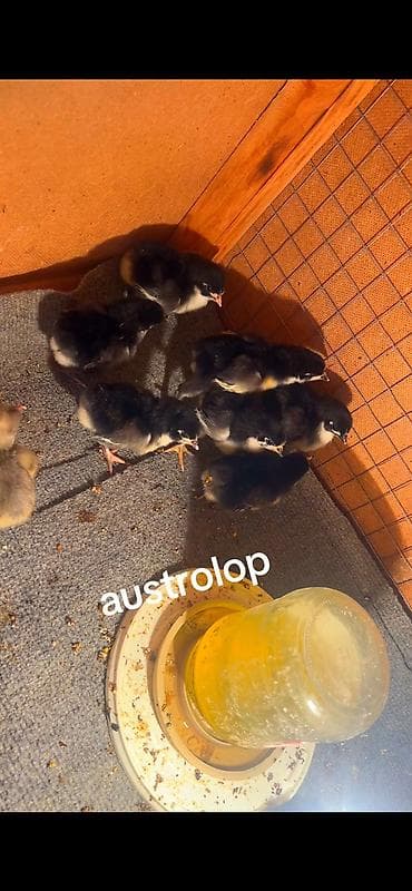 2 ayliq cuceler: Toyuq, Australorp, Damazlıq, Ödənişli çatdırılma — 1