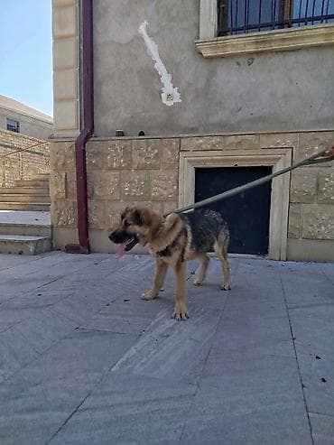 setteri it cinsi: Qafqaz çoban iti, 4 ay, Erkek, Peyvəndli — 5