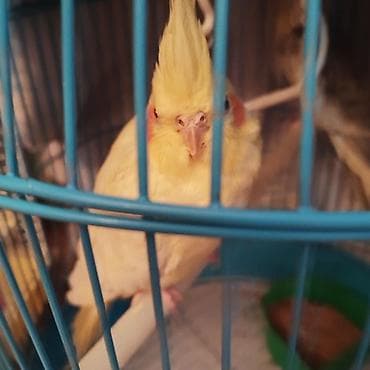 ağ quyruq: Məhsul: 1 yaşi var tam sağlam quşdur. Nimfa tutuquşusu (cockatiel) — 3