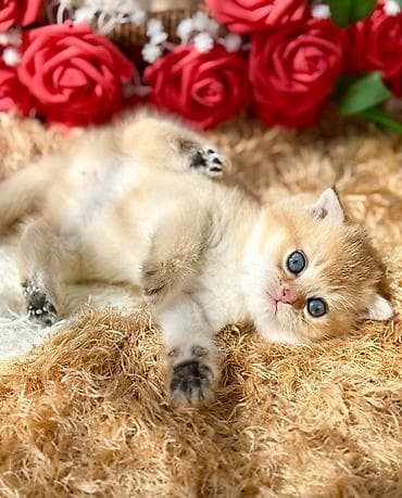 lalafo pisikler: Britan — 4