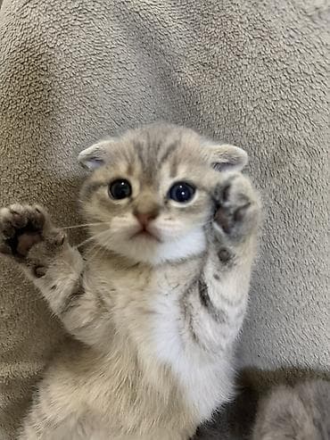 pişiy: Şotland yastı qulaq — 9