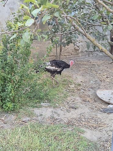 danisan qus: Erkək, Kanada, Damazlıq, Ödənişli çatdırılma — 6