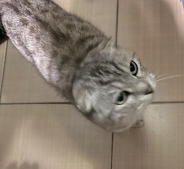 pişik cutleşdirme: Şotland yastı qulaq, Dişi — 2