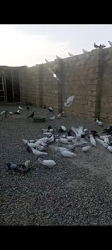 goyercinler: Satılır 80 edəddi 1debedi 4man son qiymətdir.terqitmedi — 3