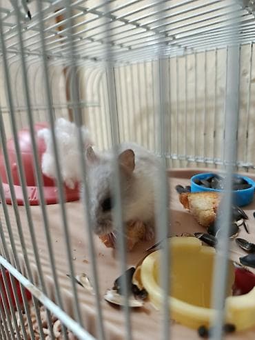ucuz colpalar: Ürünün təsviri: - Hamster və qəfəs dəsti - Kiçik ölçülü, ağ-boz rəngli — 2