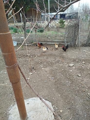 yerli cuce: Toyuq, Damazlıq — 3