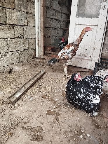 ördekler: Məhsul: Ev quşları dəss 2eded kitayski toyug 2 ədəd yaşıl lal ördək 1 — 6