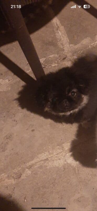 pekines balası: Pekines — 2