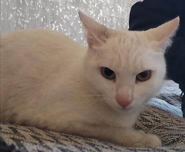 qoyun ucuz: Dişi, Yaxşı əllərə, Pulsuz çatdırılma, Ödənişli çatdırılma — 2