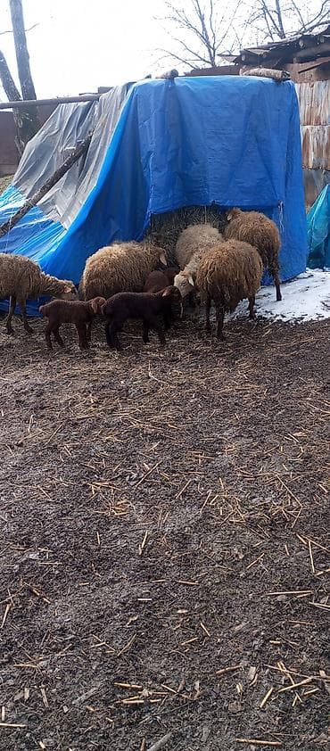 yerli inək cinsləri: Dişi, il: 1, 1 kq, Damazlıq, Ünvandan götürmə — 2