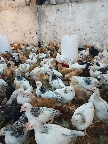 Toyuq cücələri, Damazlıq