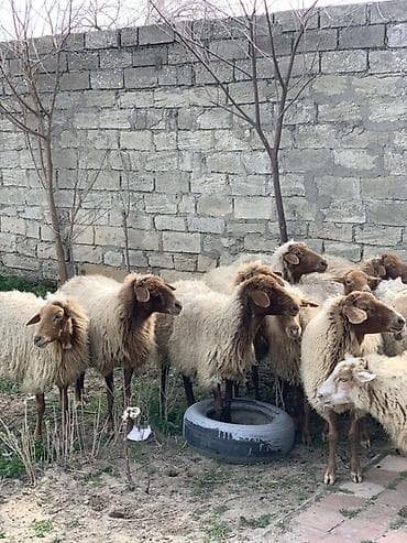Gəmiricilər: Boğaz Qoyunlar satılır sağlam heyvanlardı — 2