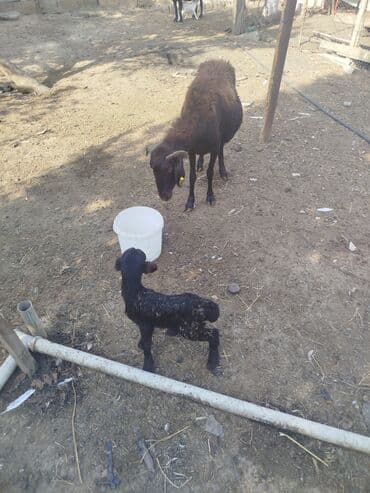 cins inekler azerbaycanda: Qara rəngli qoyun və quzu 5 çi qana doğub dişi balası var 520 AZN — 3