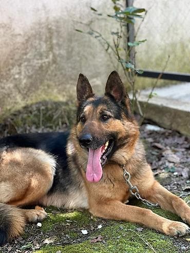 Alman çoban iti, 1 il, Dişi