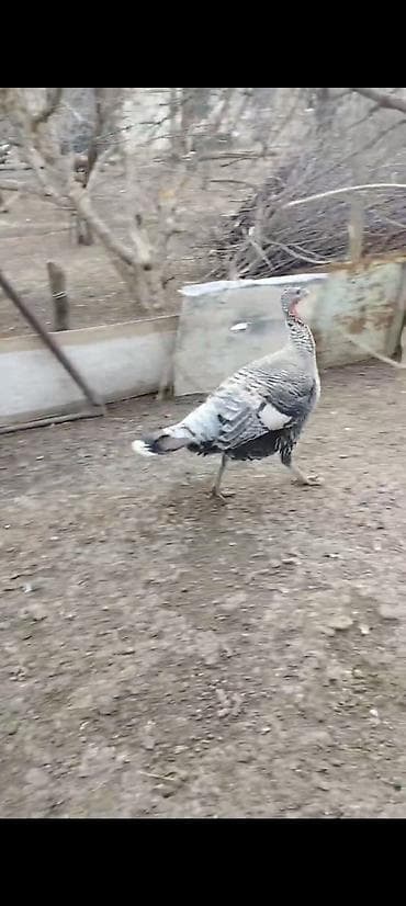 kend colpalari: Salam əlöyküm. Vidyoda Gördüyünüz 1 cüt Hinduşkalar satılır. Xoruz — 3