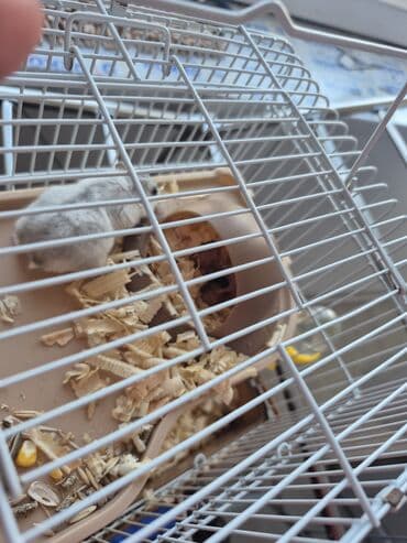 клетки для хомяков в баку: Dişi və erkək xomyaklar və 6 balası satılır.Kletka üstündə verilir — 3