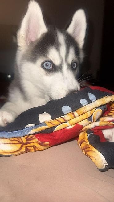 Xaski, 4 ay, Dişi, Peyvəndli, Ünvandan götürmə