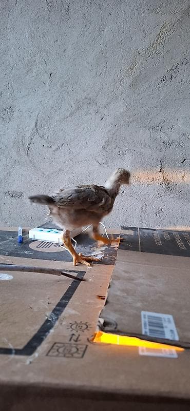 afçarka qiymeti: Salam. Yapon və İngilis cinsli, təmiz qan, sağlam heyratı çolpaları — 10