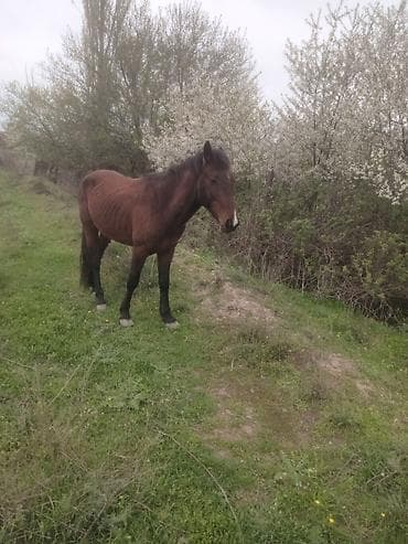 cins qoyunlar satilir: Erkək, il: 5, Ünvandan götürmə — 6