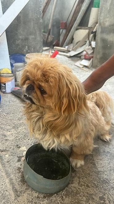 balaca it adlari: Pekines, 1 il, Erkek, Ünvandan götürmə — 3