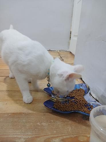 pişik qovan aparat: Yaxşı əllərə — 4