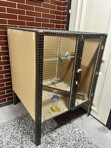 Böyük qəfəs satılır 
Quşlada satılır tək qəfəsdə satılır