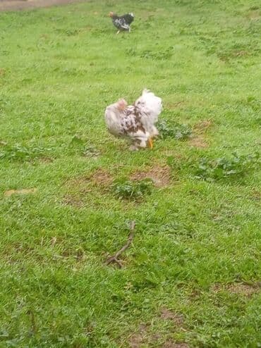 cuce ucun yem qablari: Toyuq cücələri, Damazlıq, Ödənişli çatdırılma — 2