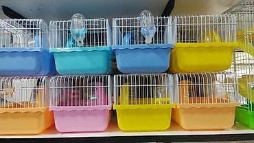 xamyak qefesi: Xamyak cunqarik bir cut ag vəya boz: Bir qəfəs bir kq yem iki aylıq — 1