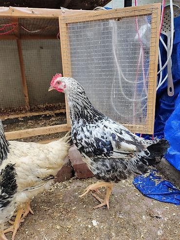 gence toyuq satisi: 🟢100% Adler Serebrist cinsi. (4aylıq) 🟢100% Yubleynaya Kuçinskaya — 5