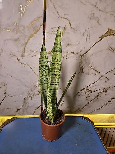 Sansevieria (Qaynanadili) – dekorativ ev bitkisi - Növ: Sansevieria