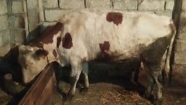K/t heyvanları üçün mallar: Dişi, Simental, il: 6, Südlük, Ünvandan götürmə — 2
