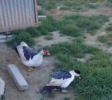 kənd cucəsi: Erkək, | Lal ördək, Damazlıq — 2