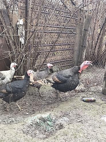 buzov satisi: Erkək, Damazlıq — 1