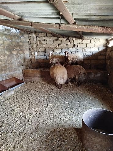 hind qusu satisi: 1 Qoç, 2 Qoyun. 1 Dişi şişək, 1 ci qarına bogazdi. 70, 80 kiloluq — 5