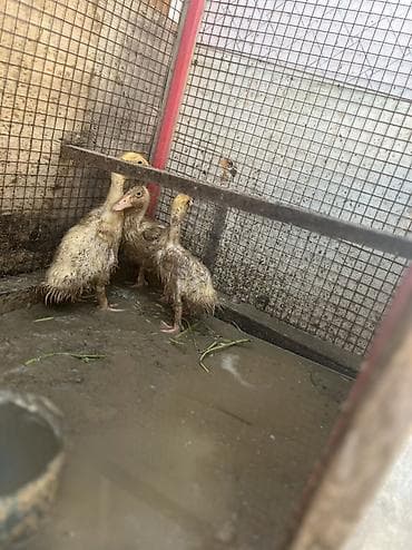 lal ordək balası satılır: Məhsul: Cücələrdən böyüməkdə olan ördəklər Təsvir: - Şəkillərdə — 1