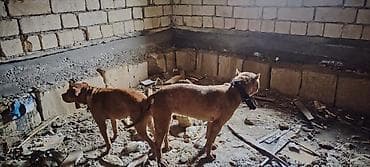 cins qoyunlar satilir: Pitbul balaları satılır — 1