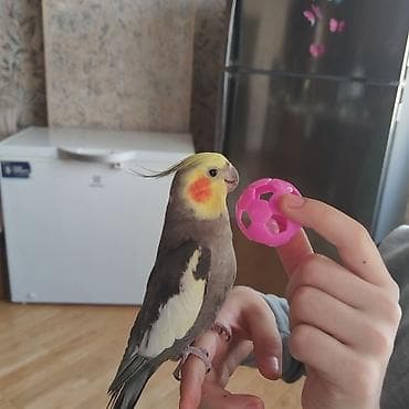 hindusqa: Hazir cüt bala vermeye hazirdilar dele öyrenib ciciquş, aşkım, BABACİK — 2