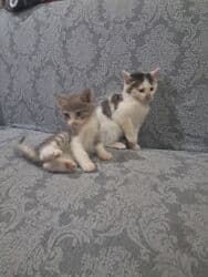 britain pişiyi: Bala pişiklər satlır ikisi 40 M anat — 5