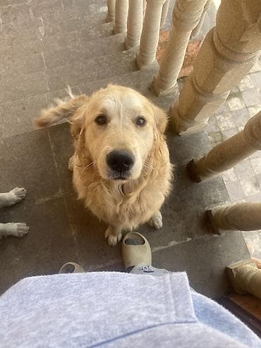 it dişi: Retriever, 2 il, Erkek, Peyvəndli, Pulsuz çatdırılma — 1