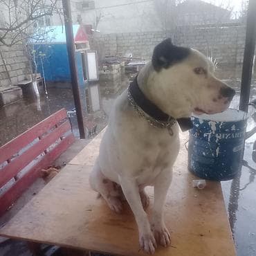 pitbul balası: Pitbul — 3