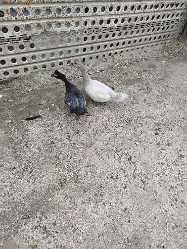 barter itlə: Rengli 2side diwidi cütü 60manat yerli olan erkey diwidi cütü 40m — 1