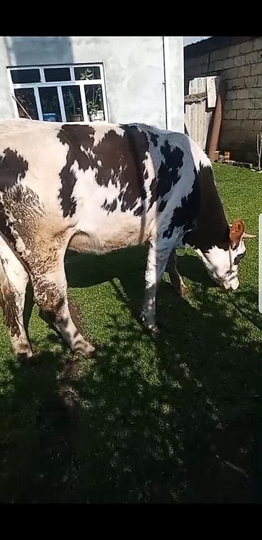 simental erkek dana: Qaramal – erkək dana (qara-ağ alaca) simental 1 il 8 ayliq hundur — 5