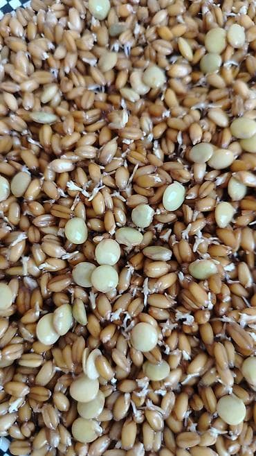 yeni il dekorları: Novruz bayramı üçün səməni — 3