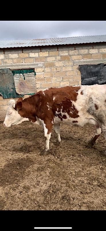 Quşlar: Dişi, Simental, il: 2, Damazlıq, Südlük — 2