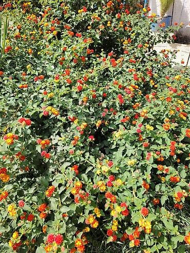 Lantana camara (rəng dəyişən çiçək) – dekorativ kol - Bitki tipi
